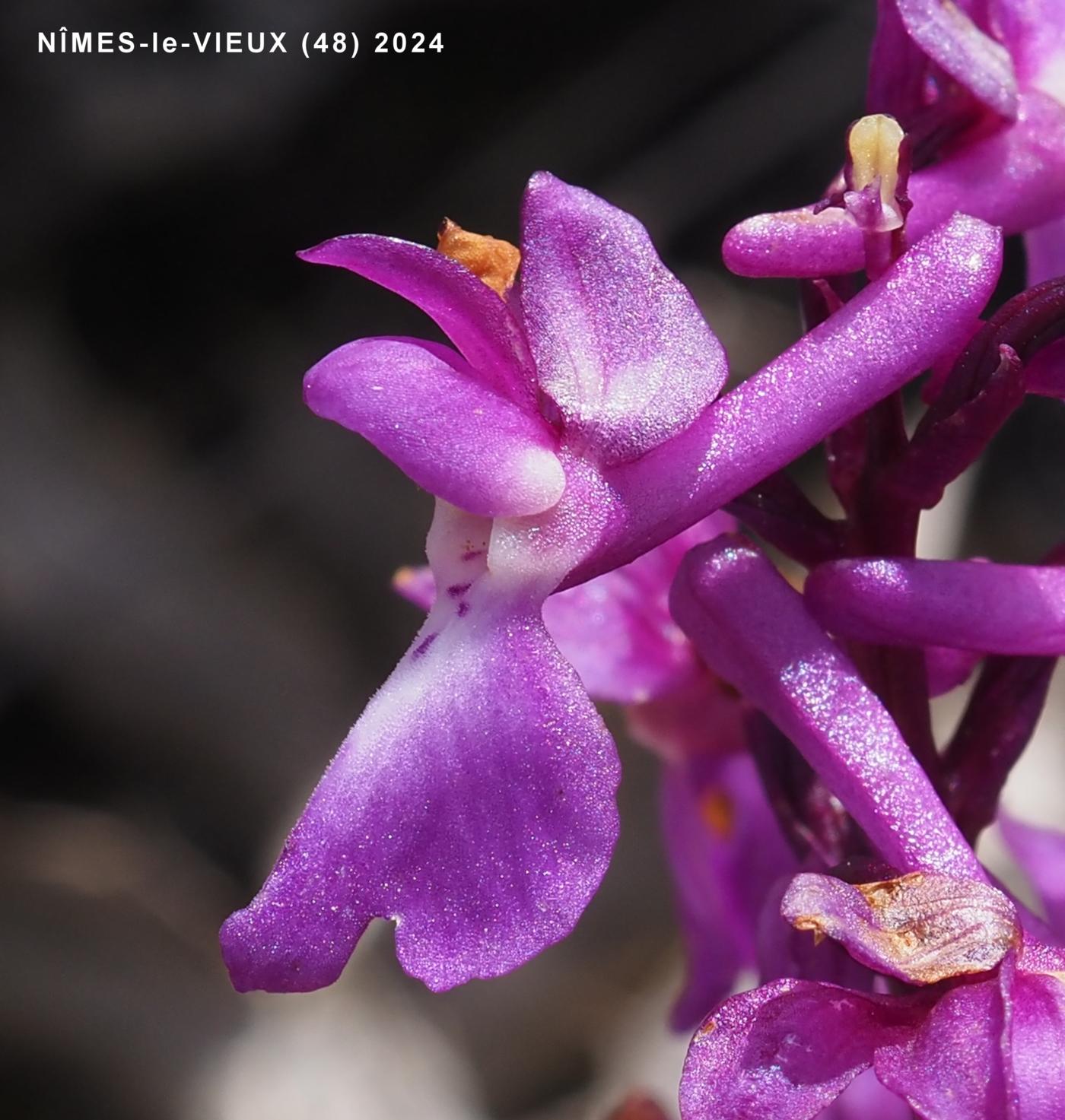 Orchid, Early Purple flower